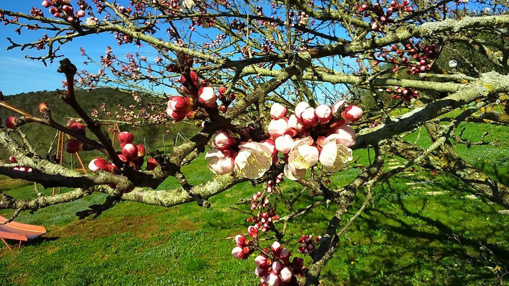 Agriturismo Podere Borgognano Масса-Мариттіма Екстер'єр фото